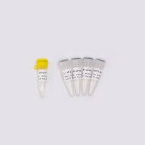 高品質(zhì)病毒核酸檢測(cè)原料One-step Probe RT-qPCR Kit V2 V5009/V5010