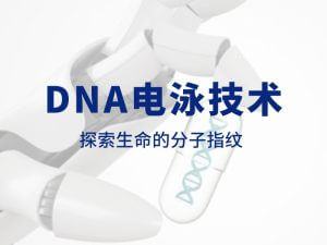 技術(shù)分享丨DNA電泳技術(shù):探索生命的分子指紋