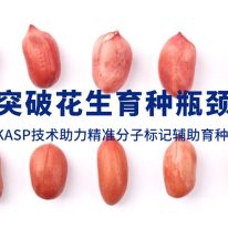 技術(shù)分享丨突破花生育種瓶頸，KASP技術(shù)助力精準(zhǔn)分子標(biāo)記輔助育種