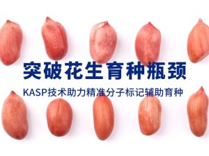 技術(shù)分享丨突破花生育種瓶頸,KASP技術(shù)助力精準(zhǔn)分子標(biāo)記輔助育種