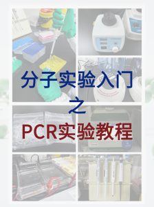 分子小白入門(mén)必學(xué),完整的PCR實(shí)驗(yàn)教程