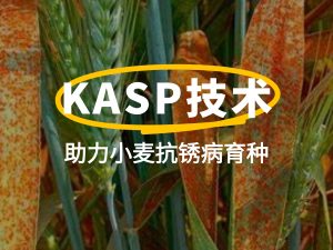 前沿聚焦 | KASP技術(shù)助力小麥抗銹病育種:從基因分型到精準(zhǔn)選育