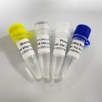 轉(zhuǎn)座酶建庫試劑盒ShortSeq Library Prep Kit K009-A/K009-B