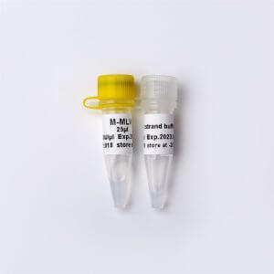 M-MLV(重組型逆轉(zhuǎn)錄酶)(R1041-R1042)